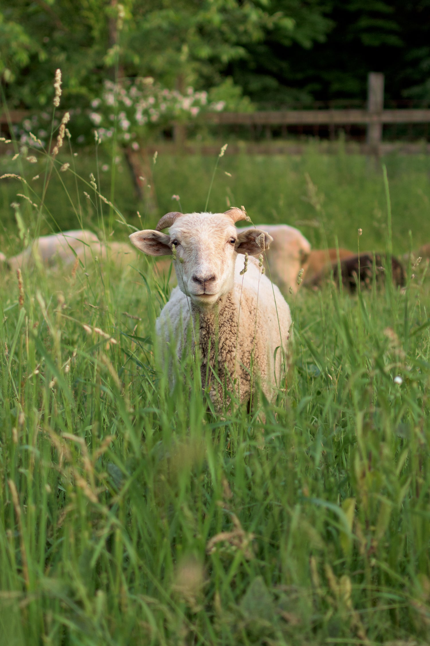 Sheep standing in summer field 