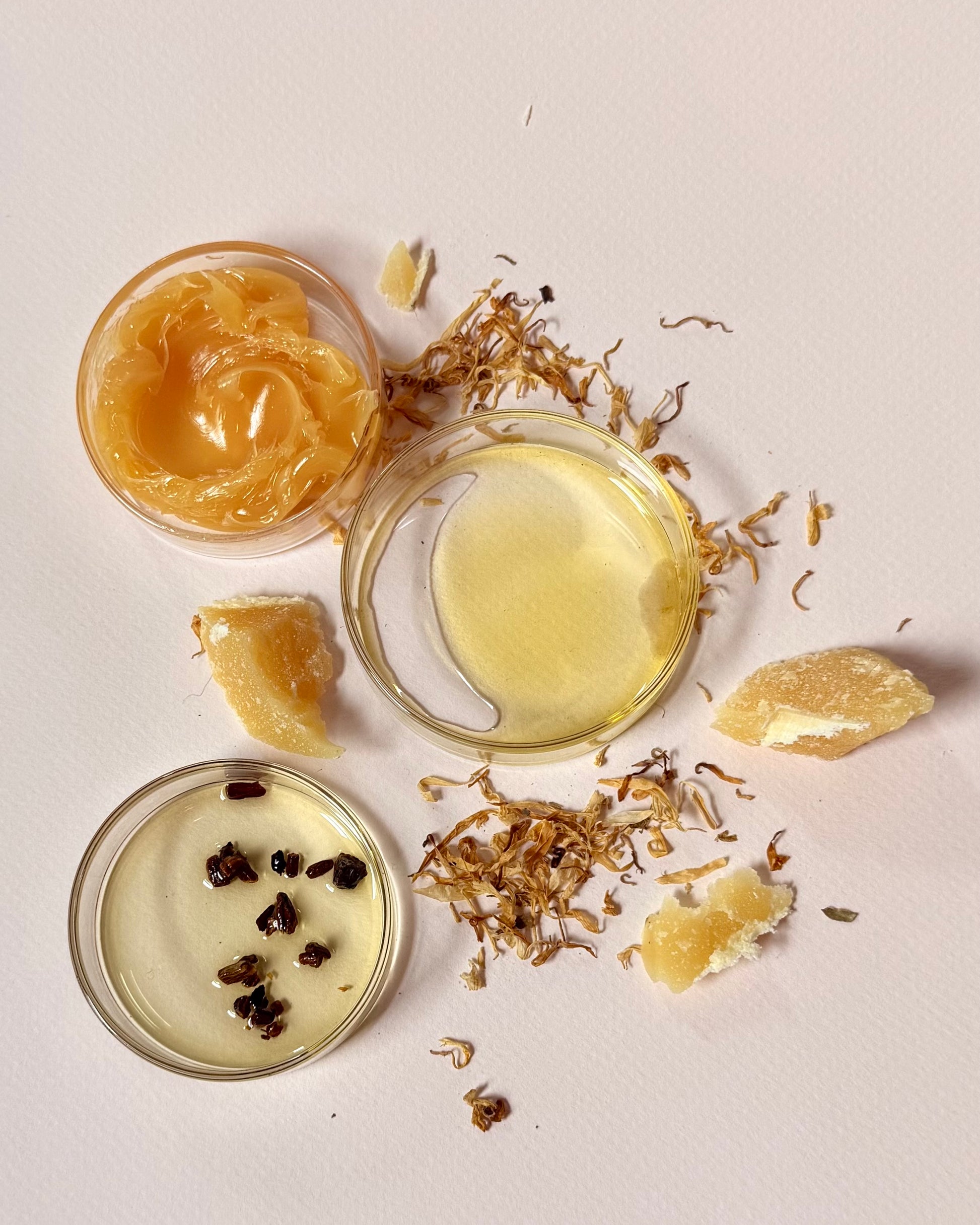 Calendula and dandelion-infused oil ingredients for the Understory Salve and Calendula Mint Lip Balm preorder bundle